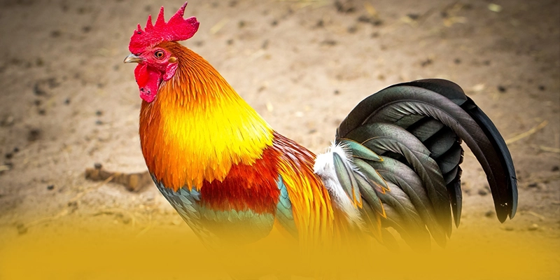 Đánh giá từ thành viên đã trải nghiệm về FB88 Đánh giá từ thành viên đã trải nghiệm về FB88